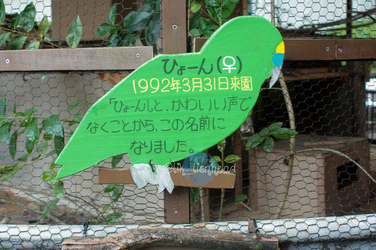 lik_nasua_nasua's tweet photo. ひょーんさん、長寿。
久留米のナナさんアオさんと同じくらいなのかな？
ぷるぷるドリルかわいい。
#大牟田市動物園 #アオボウシインコ
#ひょーん
#BlueFrontedAmazon https://t.co/BhW7af9B7S