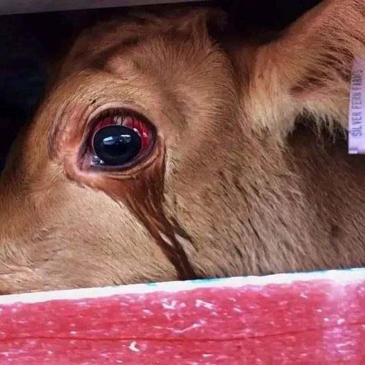 Graham Ⓐ 🏴 Ⓥ Use ALT tweet media