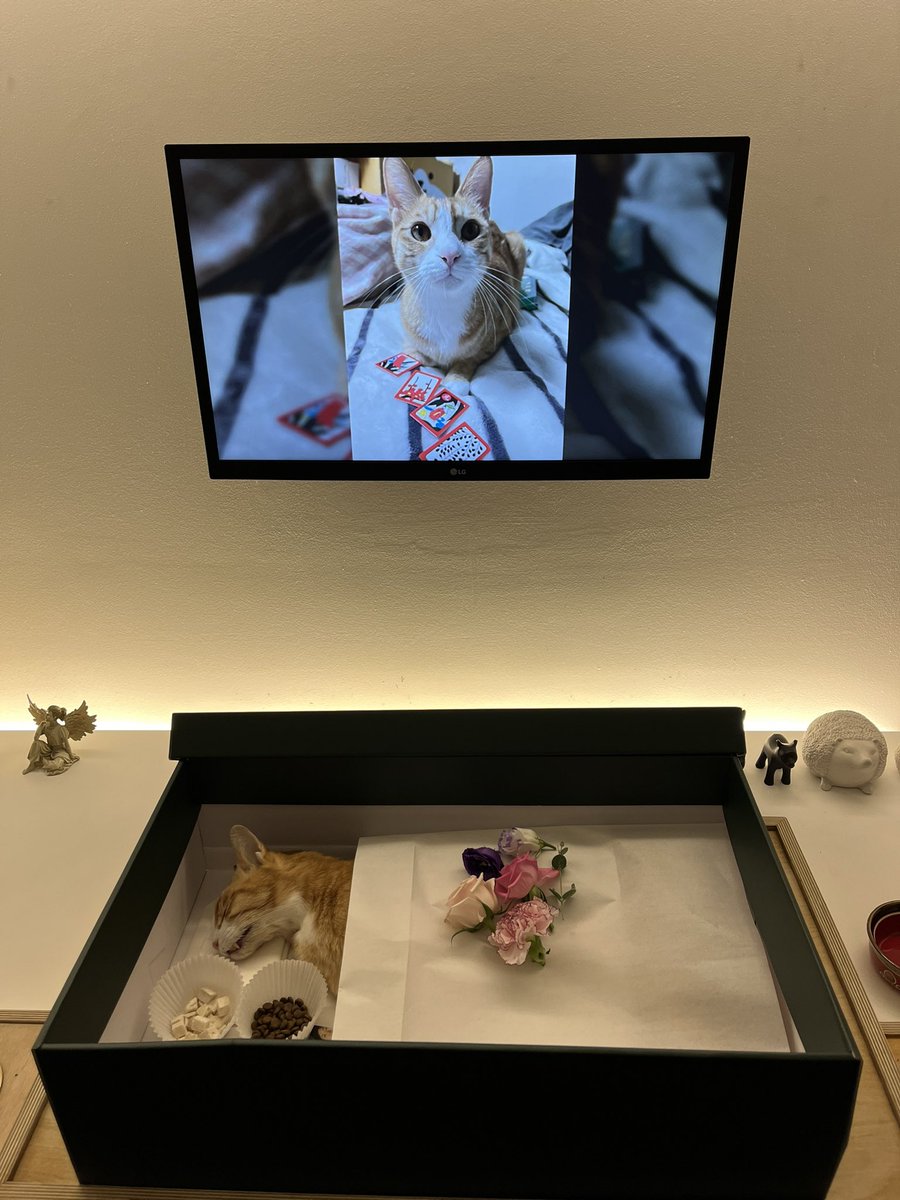 2023년 9월 16일 오전 6시반 다다가 세상을 떠났습니다. 사랑 너무 많이 받고 가서 고양이별에서도 잘 지낼 거예요. 다다를 위해 기도해주세요.