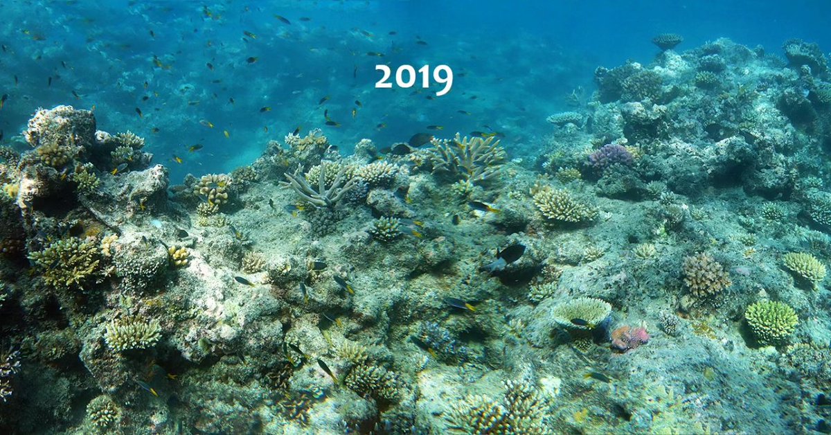 coralseafound's tweet photo. Reef recovery dynamics 2019-2023. North Reef, Jiigurru, Lizard Island. Great Barrier Reef. 
14° 38.721'S 145° 27.224'E
Staggering complexity even at this small scale!

https://t.co/9DapDX36Tr

#coralseafoundation #reefalive #marinescience https://t.co/FnJ0l0RJvb