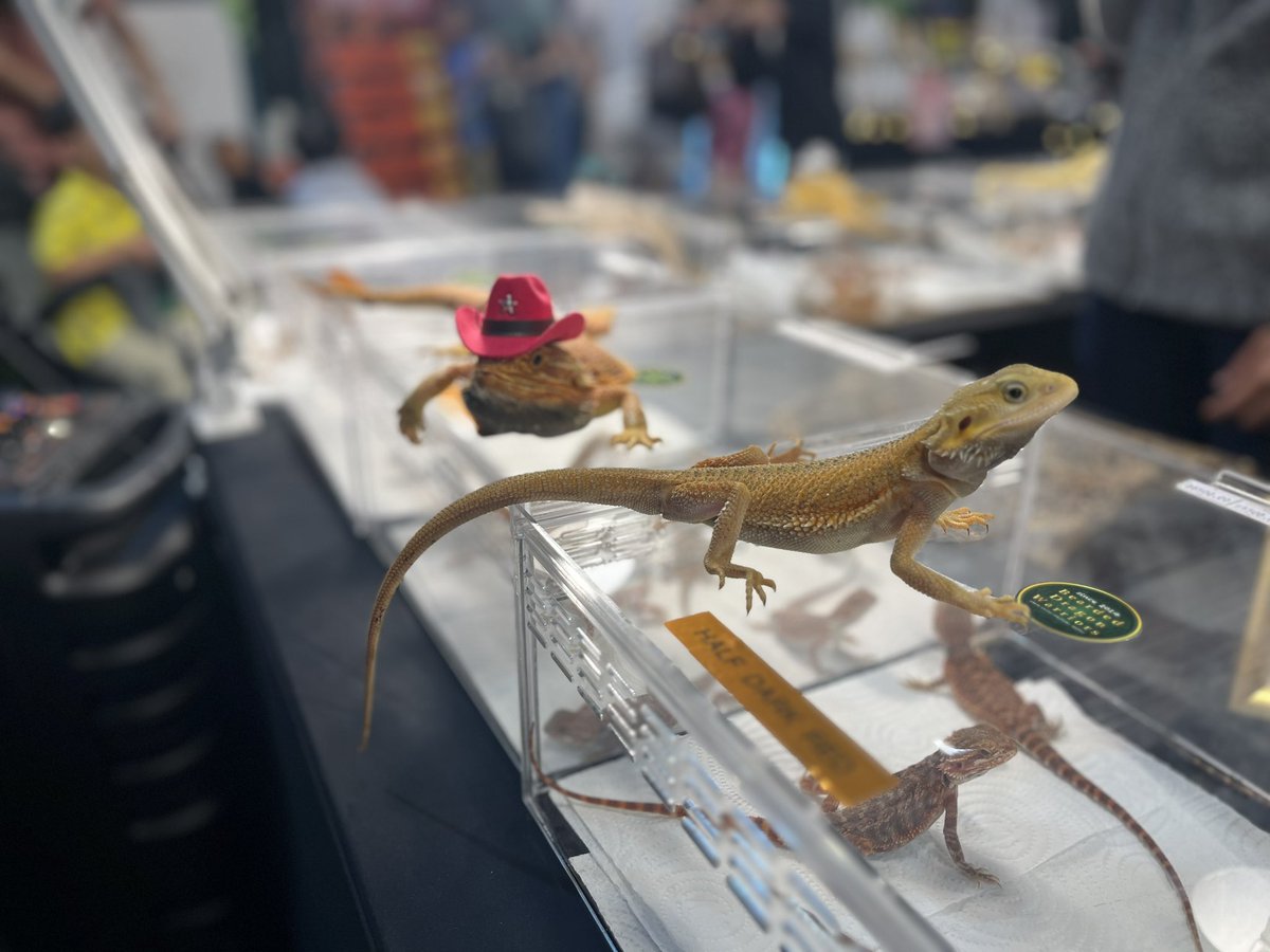 futoagothai's tweet photo. 今日がT-REX🦖最終日

世界初？アジア初？爬虫類用のCBD製品が生まれました👀

試験をしてフトアゴに効果があり？！🫣

開発企業は@DrCBD_JP

詳細を知りたい方には資料もらってきます🙏

#ペットCBD #爬虫類好き #フトアゴ https://t.co/ef02D9wFrZ