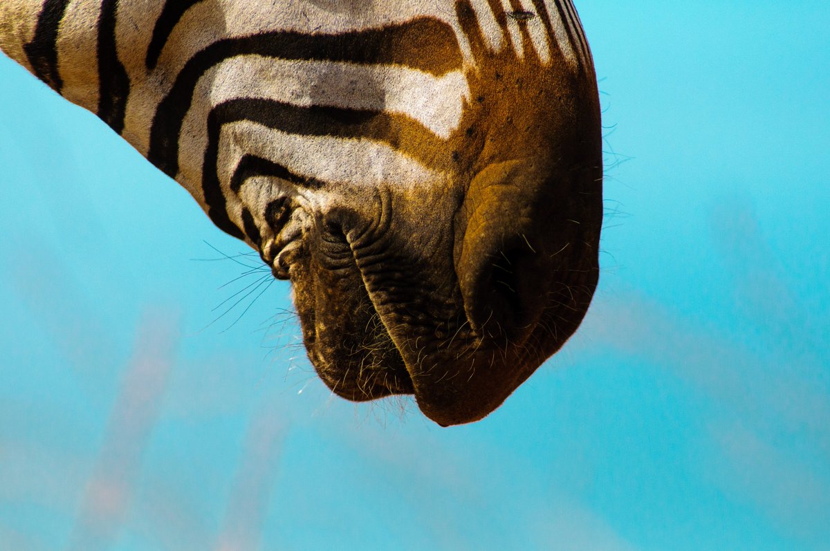 paulobuna's tweet photo. This is how I photograph Zebras...

#RaundiMwitu #TembeaKenya #Zebra #Marty #WildlifePhotography https://t.co/c2r5fF4Smt