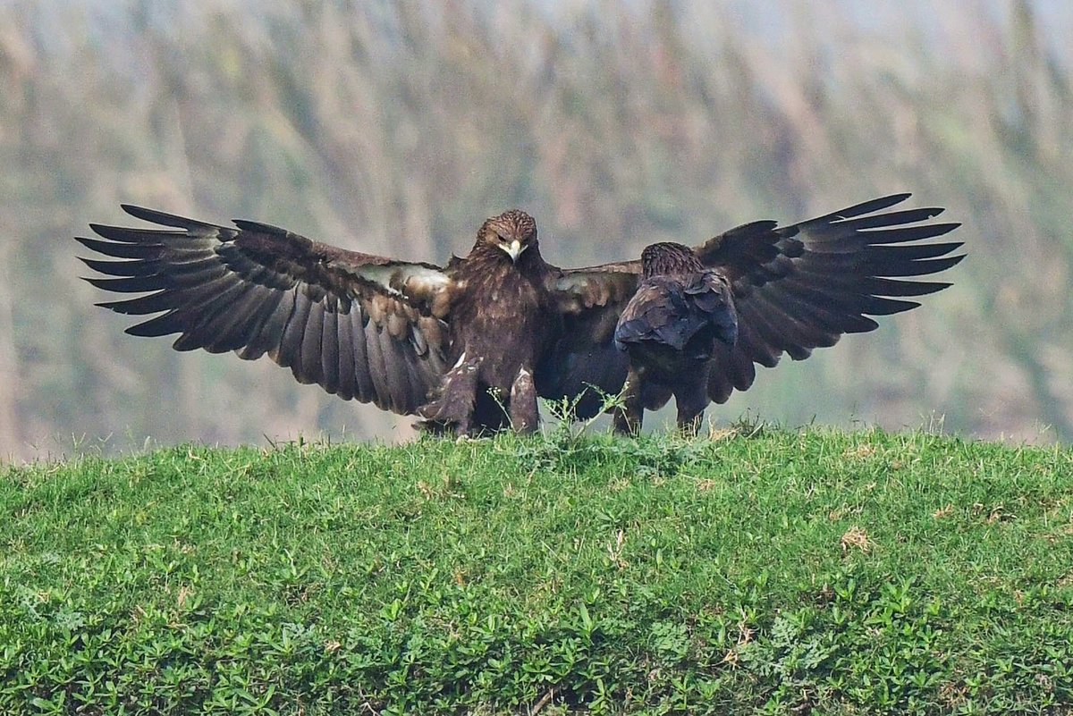 swades_das's tweet photo. Greater Spotted Eagle
Two in frame!!!

 #TwitterNatureCommunity #BirdsOfTwitter
 #birds
 #NaturePhotograhpy #ThePhotoHour #naturelovers 
#birdwatching 
#IndiAves https://t.co/cpqwmkIwes