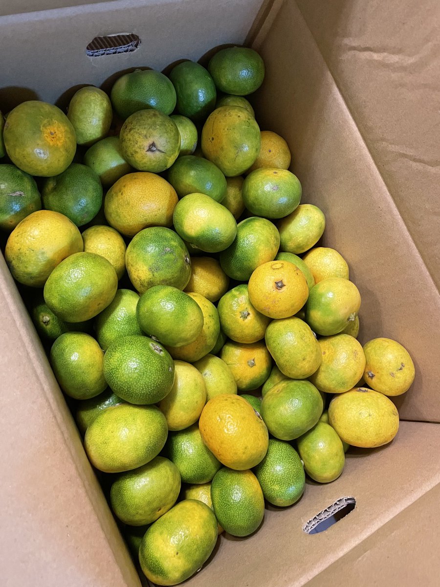 Cx1Lju's tweet photo. 近くまで来たから昼休憩で家に帰ったら、今年初のみかん🍊が届いてた〜！食べたら元気が出たので夜までまた頑張ります😆 https://t.co/2kBhKxUyuC