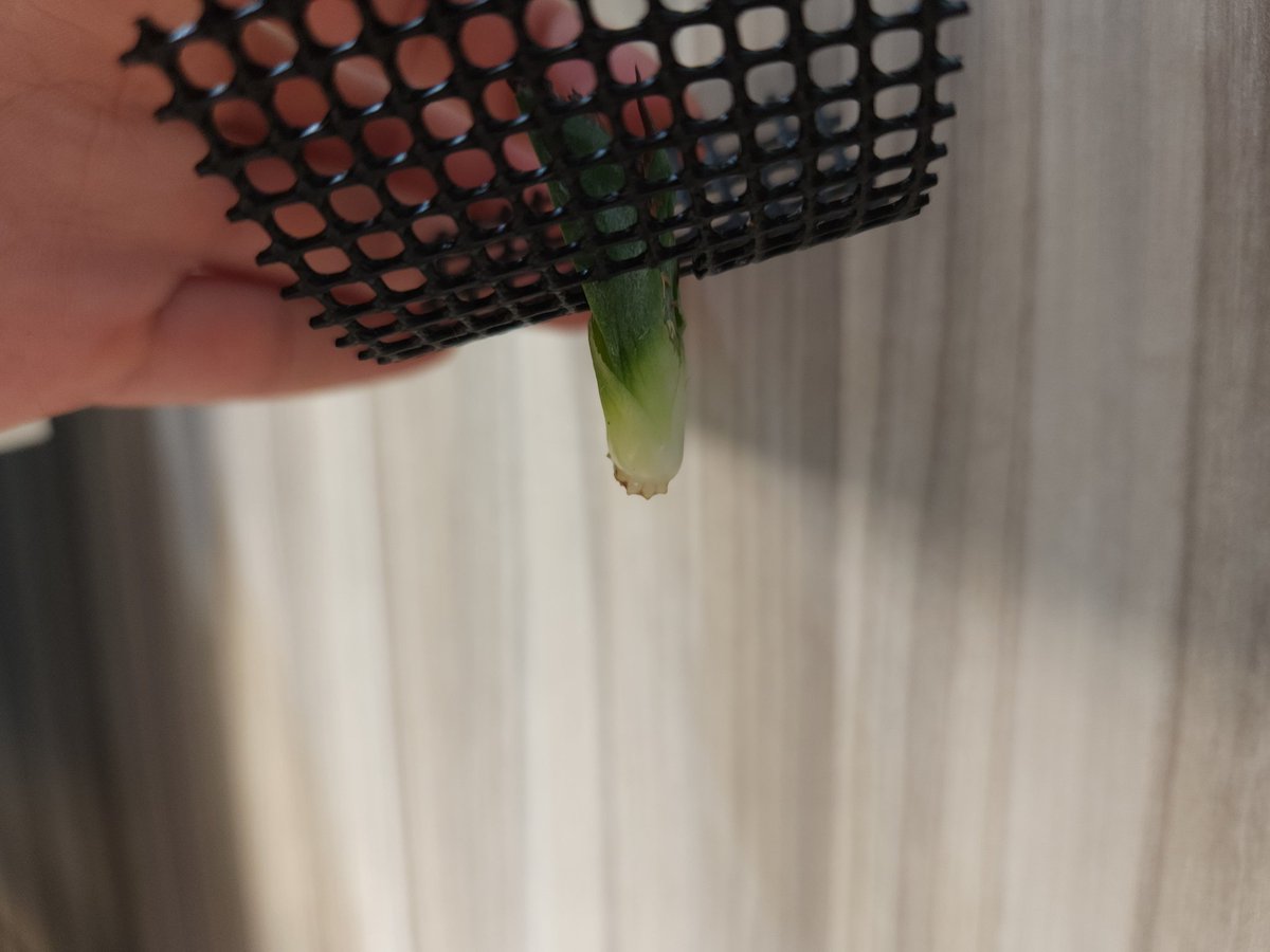 ハデスやっとか～！