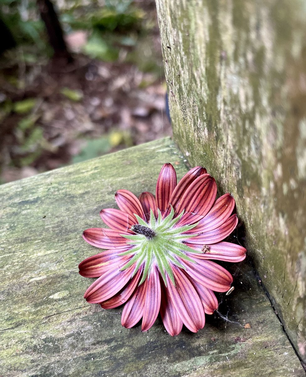 NatashaBarret18's tweet photo. Red, yellow & purple gems 💐
#urbanwalks #Auckland #shotoniphone #iphone12pro #iphonephoto #Domain #AucklandDomain #wintergardens #hibiscus #tulips #Freesias https://t.co/OUMkctDUJ2