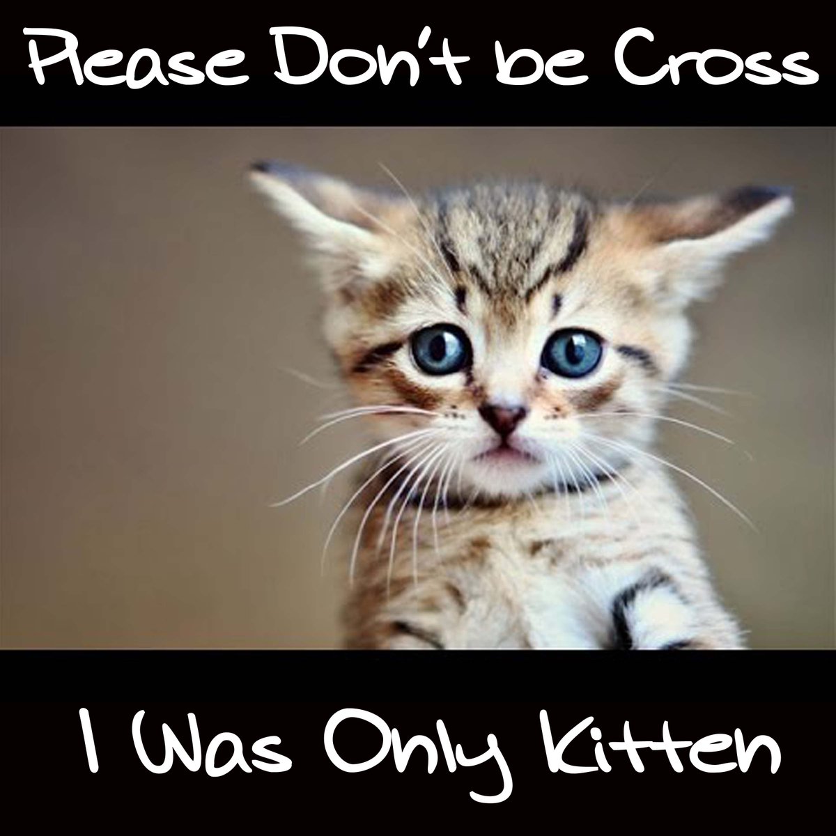 #funnycat Poster 10'x10' For when you need to say you were only #kitten. the-vip-emporium.com/collections/fu…