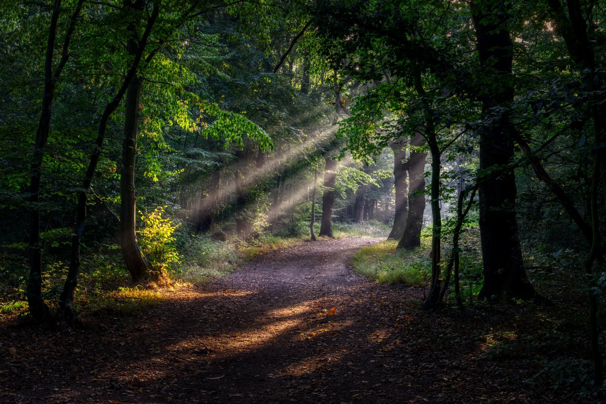 Follow the sun. 
Pound woods #sunbeams #AutumnlsComing. #forest #path #relaxation #picoftheweek @FriendsSouthend @Essex_Echo @EssexWildlife
