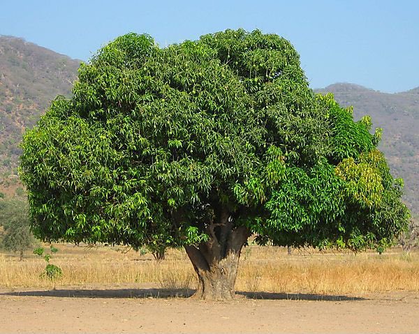 HerbalistChief's tweet photo. Mango tree cures (not manage) 

🌿Diabetes
🌿High blood pressure
🌿Gall stones
🌿Kidney stones
🌿Syphilis 
🌿Malaria 
🌿High cholesterol 
🌿Liver dysfunction 
🌿Anaemia 

Boil two tablespoons of dried powdered leaves/ stem bark with water. Drink this twice daily. 

#BackToEden https://t.co/vcNXfZmx8s