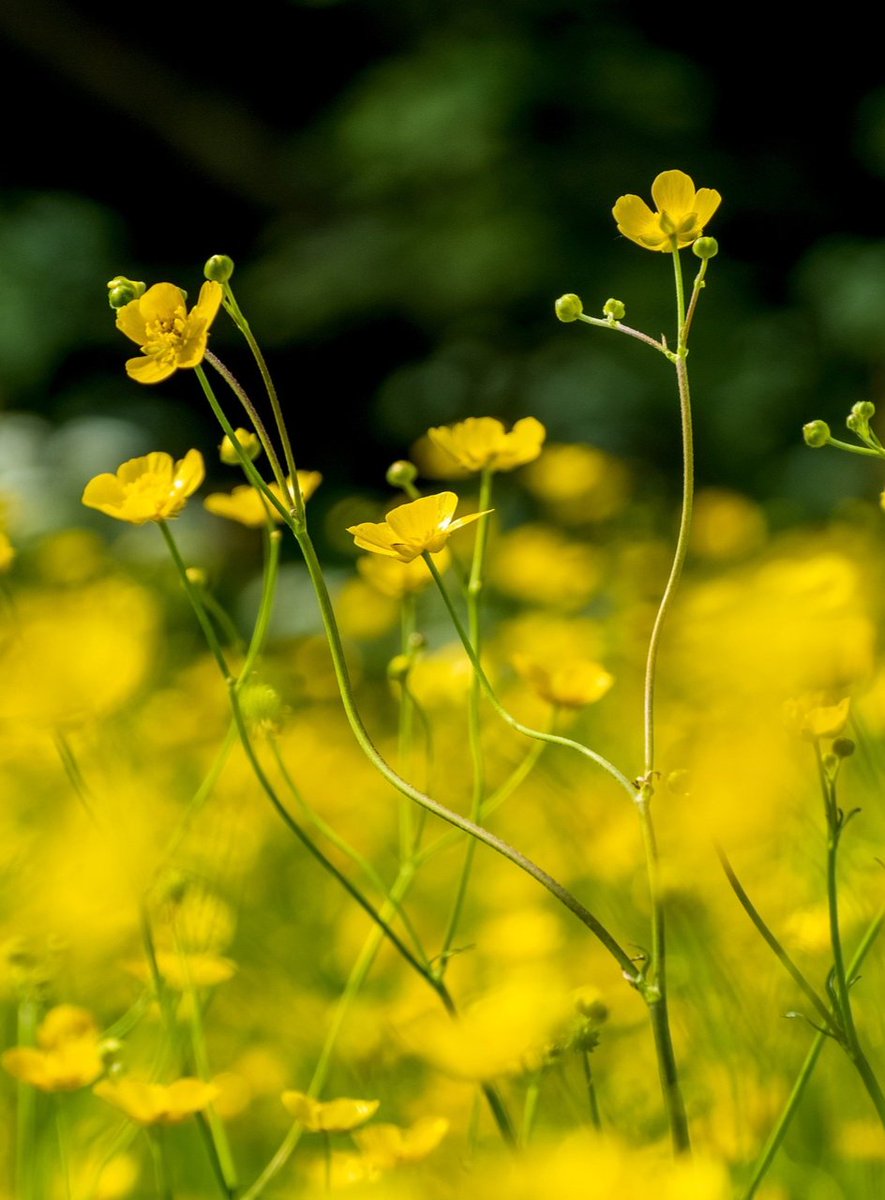 Buttercups (Ranunculus)_is a flowering plants in the family Ranunculaceae.The genus is distributed in Europe, North America and South America. There are about 200 to 600 species in this one genus. 
#SundayYellow #buttercups