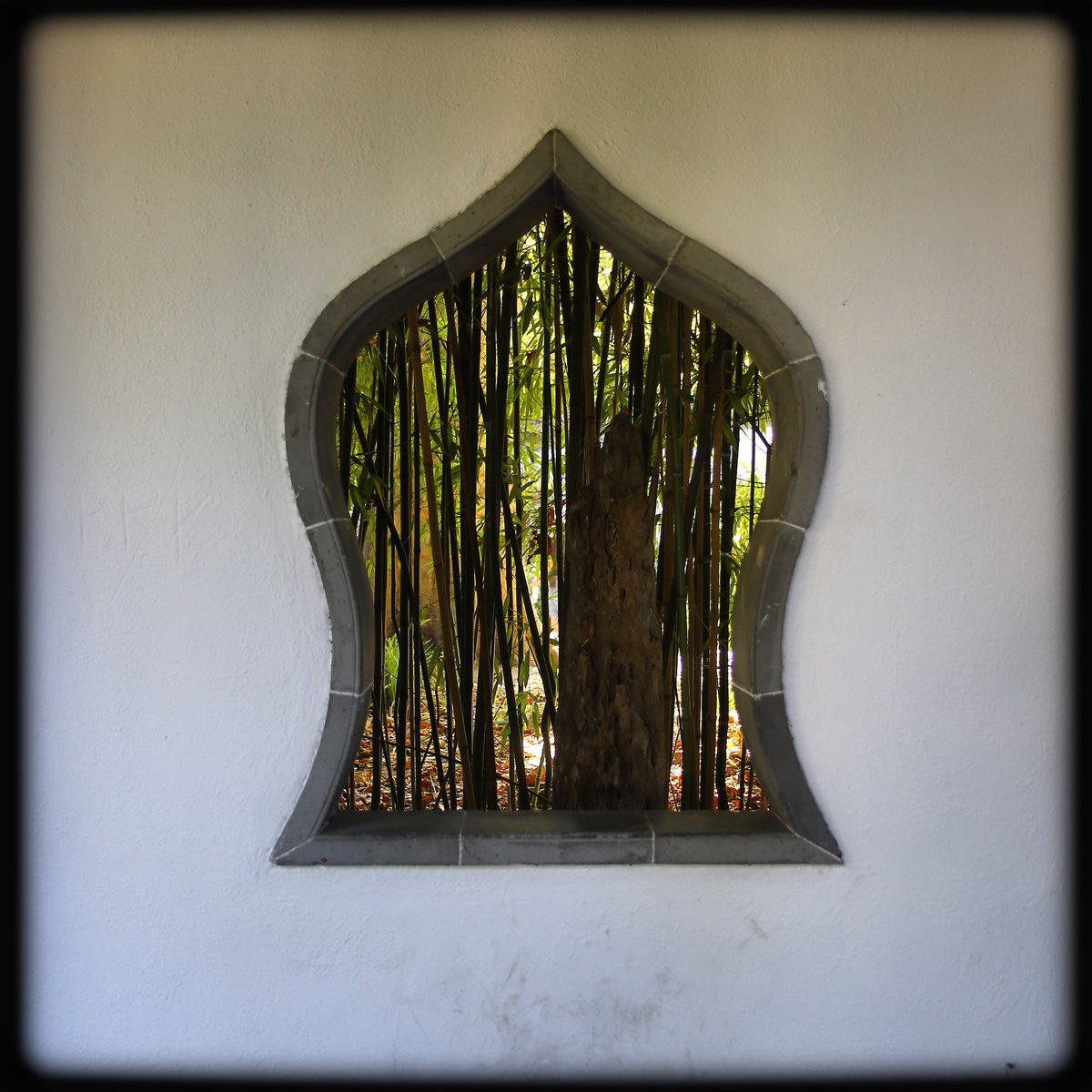 ChrissyvWellean's tweet photo. … window to a forest … #bamboo #forest #park #parklife #frankfurt #mainhattan #bethmannpark #quietcitycenter #mood #atmosphere #silence #beauty #peace #quietplace #magic #spell https://t.co/HYpdznONoH