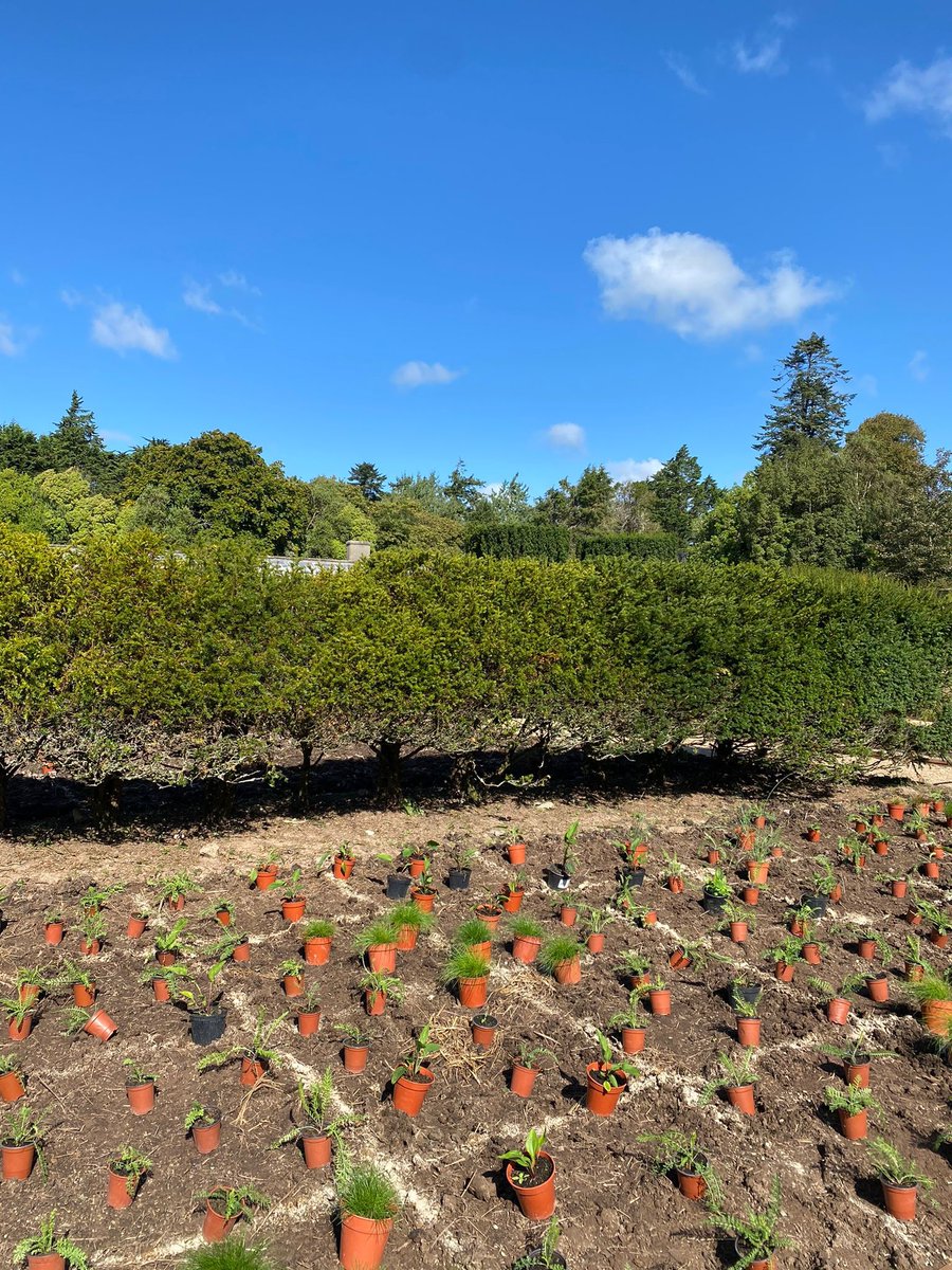 #WalledGarden Update!

The new phase of the herbaceous border has almost been fully planted with the laying and now the planting of over 3,000 plants all grown here at #JohnstownCastle. 

This has been a huge undertaking by our gardening team plus all the gardening volunteers!