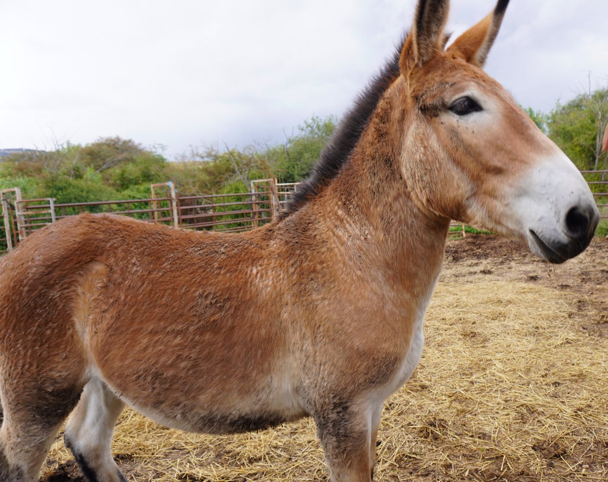 Con Don Anastasio Las Heras de 89 años, el último tratante de mulas de la provincia de Soria. Al fondo, el mulo romo o burdégano que parió una burra vendida en Regumiel de la Sierra y que luego recompró al dueño como capricho. No lo vuelve a vender por nada del mundo.