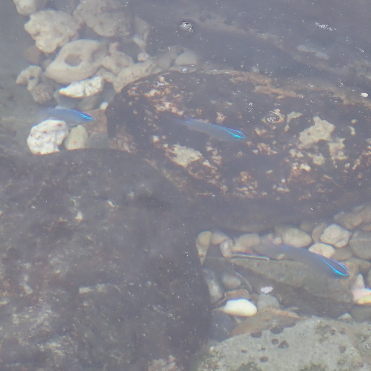 Zaccoparva's tweet photo. ネズスズメダイ
恐らくネズスズメダイと思われるスズメダイの幼魚。やや灰色の体と目を通る青いラインが特徴的。成魚は目の青いラインがわずかに残る。
岩場や珊瑚礁で見られ、危険を感じると岩の影などにすぐに隠れる。
気性が荒く、飼育時に混泳することは難しいらしい。
#魚 #海水魚 #スズメダイ科 https://t.co/LTr0zPRGZP