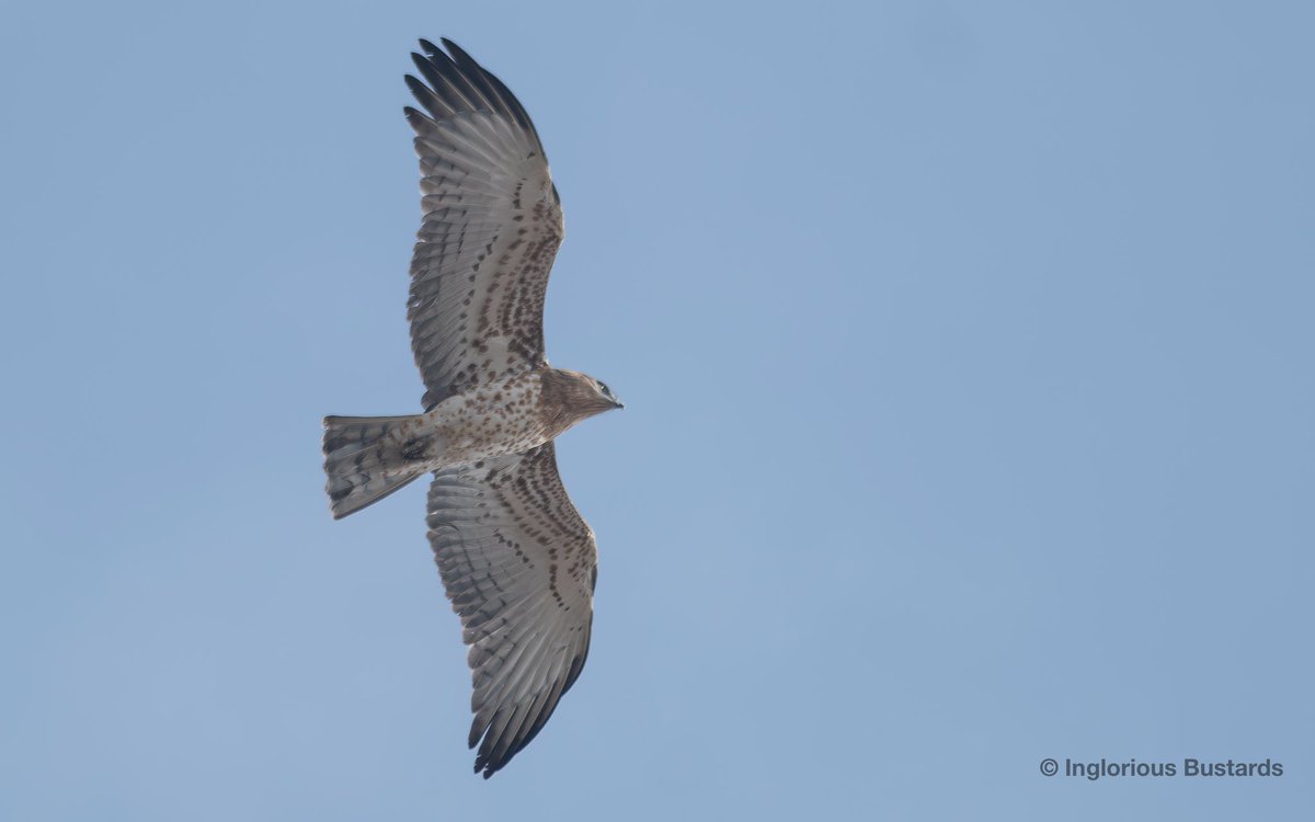 Otis_inglorius's tweet photo. A #MigrationMagic last day for guests from @naturetrektours !
1,211 Booted & 560 Short-toed Eagles, 314 European Honey Buzzards, 266 Black Kites, 121 Black Storks, 89 European Bee-eaters, 78 Egyptian Vultures and more !
+ Rüppell’s Vulture & a juv Spanish Imperial Eagle ! https://t.co/wpjcloub4y
