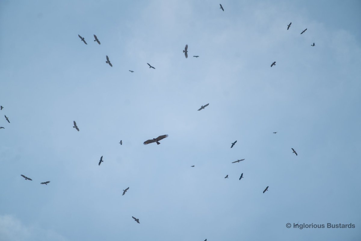 Otis_inglorius's tweet photo. A #MigrationMagic last day for guests from @naturetrektours !
1,211 Booted & 560 Short-toed Eagles, 314 European Honey Buzzards, 266 Black Kites, 121 Black Storks, 89 European Bee-eaters, 78 Egyptian Vultures and more !
+ Rüppell’s Vulture & a juv Spanish Imperial Eagle ! https://t.co/wpjcloub4y