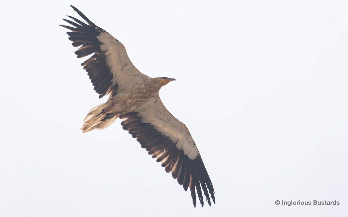 Otis_inglorius's tweet photo. A #MigrationMagic last day for guests from @naturetrektours !
1,211 Booted & 560 Short-toed Eagles, 314 European Honey Buzzards, 266 Black Kites, 121 Black Storks, 89 European Bee-eaters, 78 Egyptian Vultures and more !
+ Rüppell’s Vulture & a juv Spanish Imperial Eagle ! https://t.co/wpjcloub4y