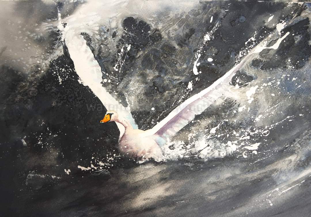 Elidanza's tweet photo. Some days I love to paint wildly, these swan pieces express that , I can let the brushes dance and the watercolour do it's thing !

Happy Sunday x

#watercolour #watercolourpainting #swan #water #river #movement #art #Monochrome #inspiration #Devon #painting #wildlifeart #birds https://t.co/tHvdokcMQU