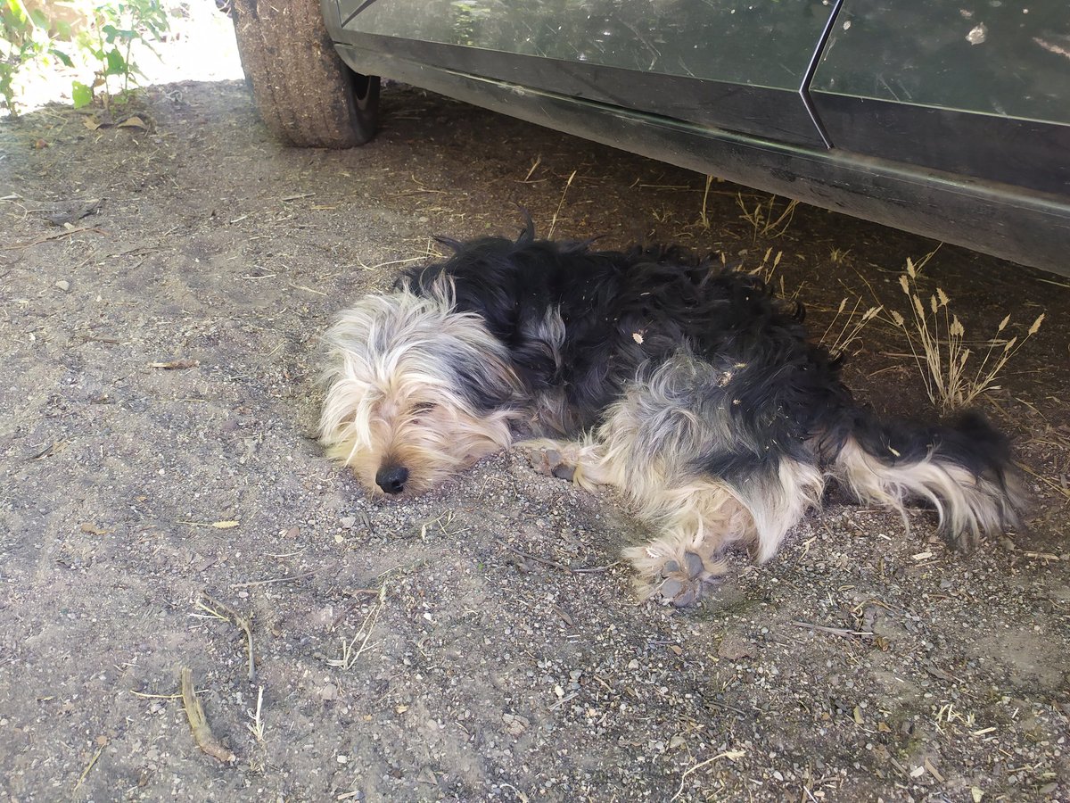 Escalin 🇪🇸 tweet media