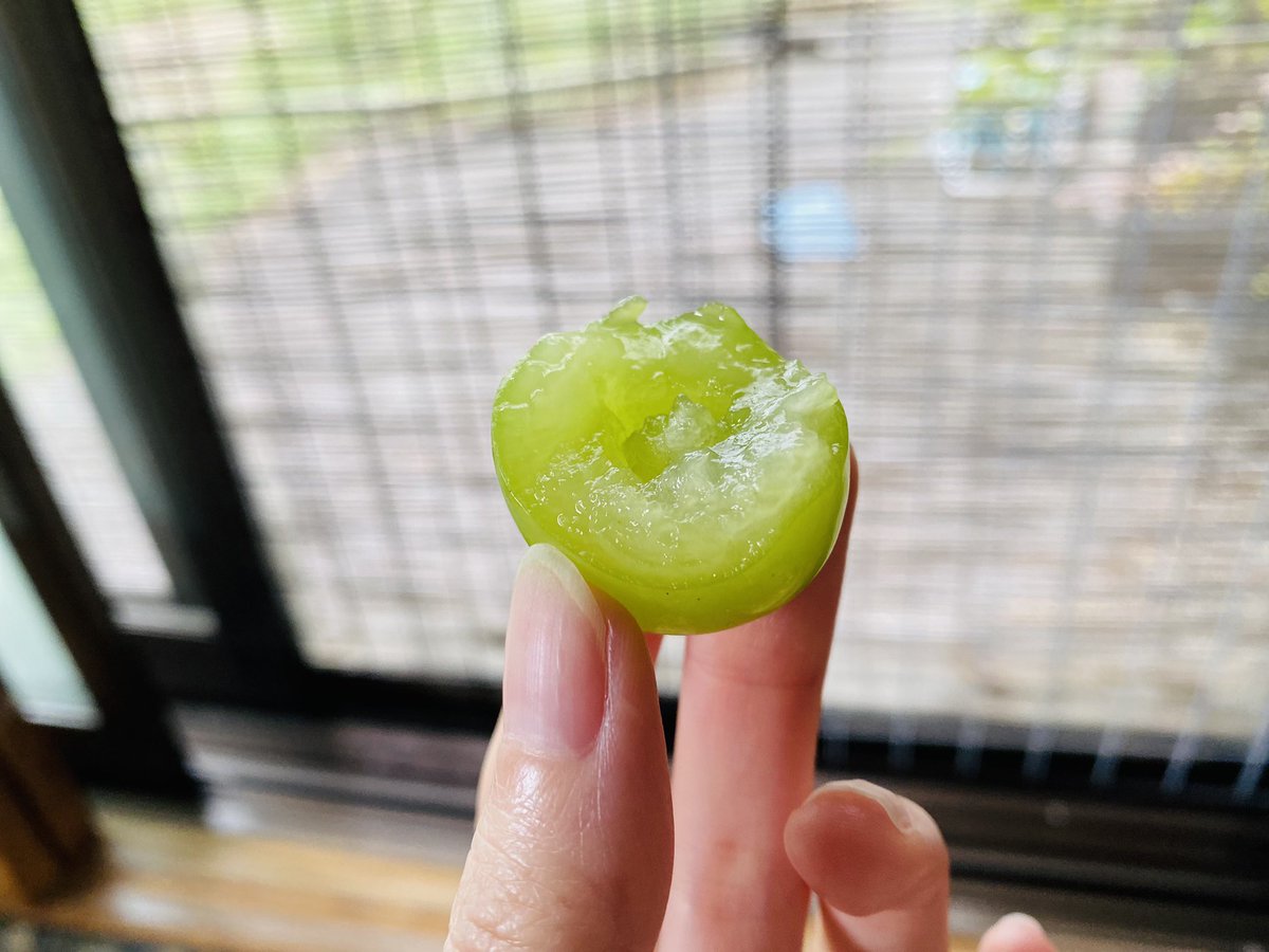 今年はシャインマスカットが
豊作で安いみたい🍇 https://t.co/nefkjcWaui
