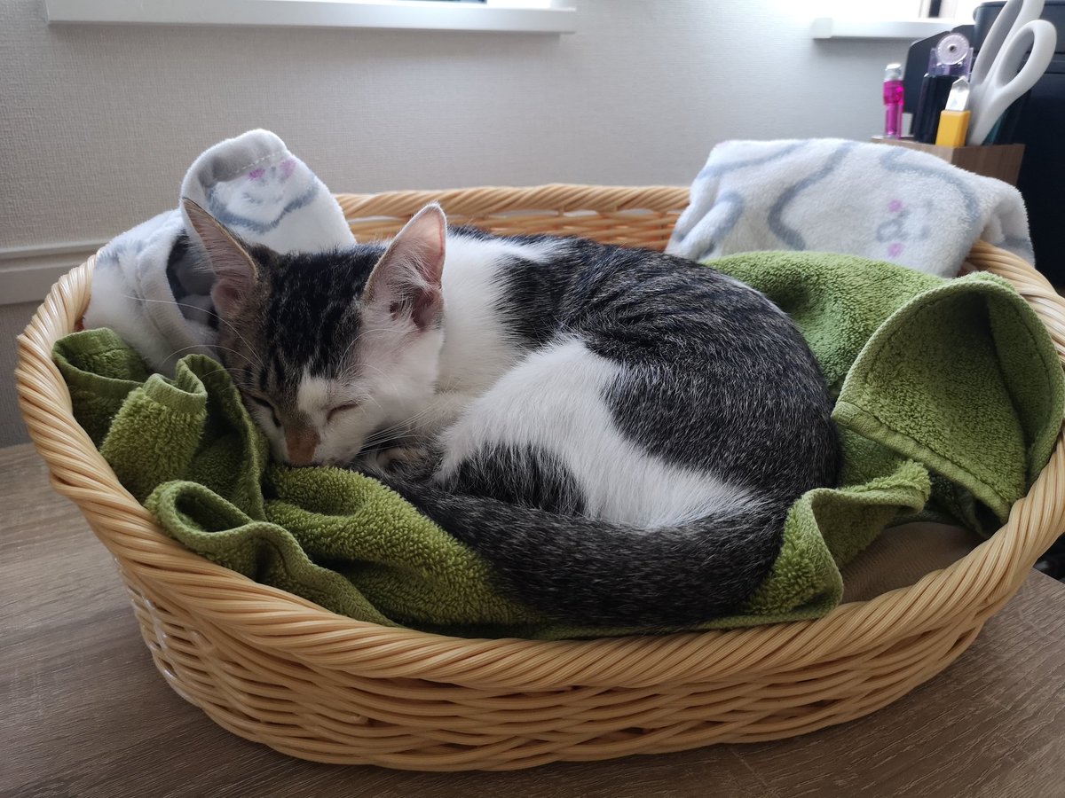 sbr__f's tweet photo. ダイソーの500円猫ベッドがちょうどよいらしい https://t.co/Wld3ulZ5I8