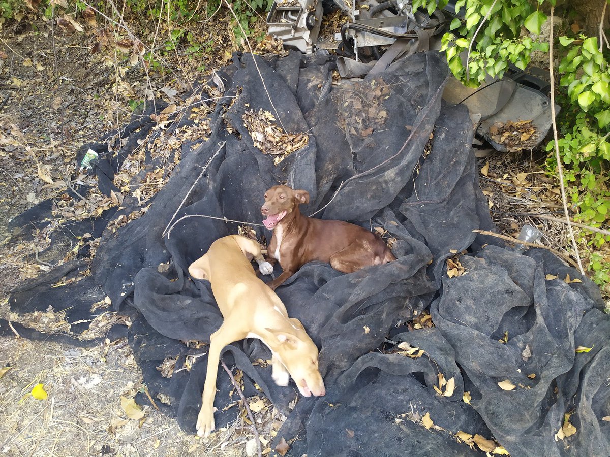 Escalin 🇪🇸 tweet media