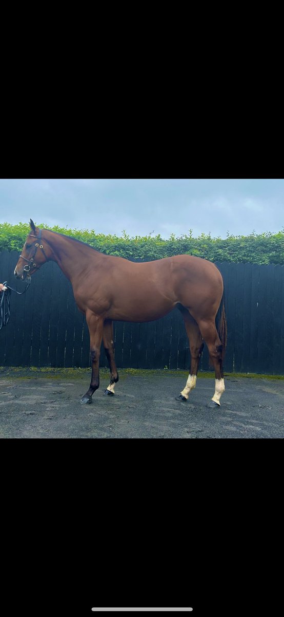 Lot 35 Invincible Army colt selling @tatts_ireland On Tuesday