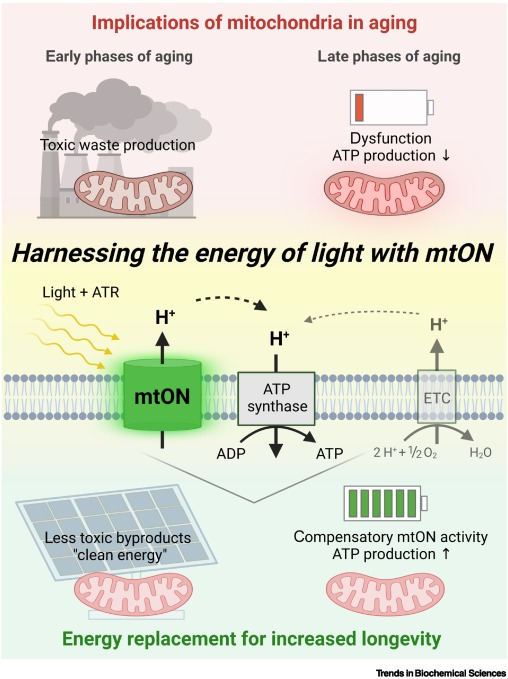 htw (@heniek_htw) on Twitter photo Mitochondrial dysfunction is a central hallmark of aging and energy transduction is a promising target for longevity interventions. New research suggests that interventions in how energy is transduced could benefit healthy longevity. Mitochondrial dysfunction is a central hallmark of aging and energy transduction is a promising target for longevity interventions. New research suggests that interventions in how energy is transduced could benefit healthy longevity.