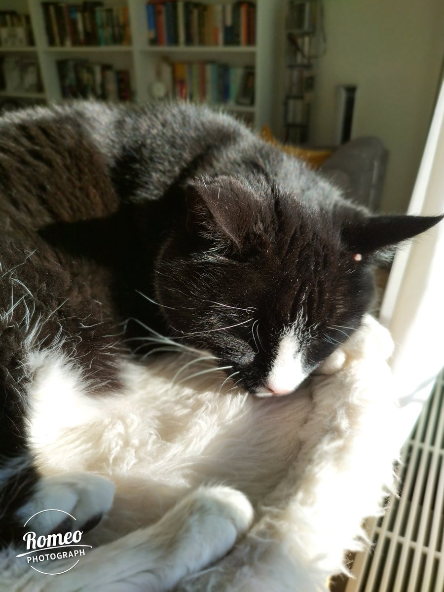 RomeoRommiePomp's tweet photo. Happy #SunPuddleSunday to everyone and everyfur! Wishing you all a fabulous day! ☀️❤️🐈‍⬛😽🍂🖤🤍
#SuperSeniorCatsClub 
#CatsOfTwitter 
#TuxieGang 
#BeKindAlways
#AsleepInAStreamOfSunlight https://t.co/DEchsPY9mq