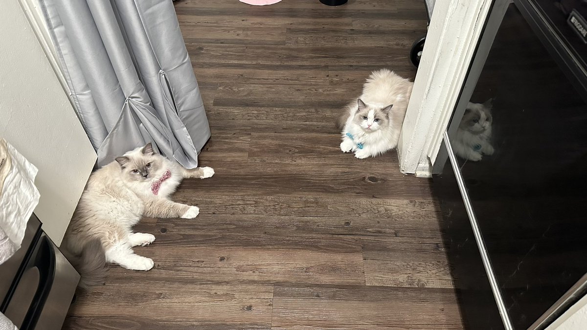 itskarmathecat's tweet photo. my gorgeous beebs 😭 https://t.co/VlwudIPNkY