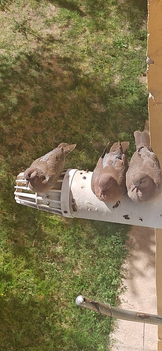 Kombi borusunun üzerine tüneyen Kumru lar.
---
Murat Karayılan/Özgür Özel/Arapça/Ümit Özdağ/#BaşkansızŞehir/kapanma/polis