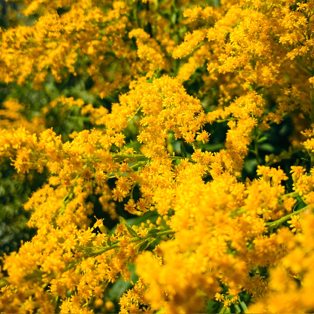 NeaMariella's tweet photo. Good morning! 

"Yellow"
17/30 #Septemberphotochallenge

#photography #PhotoChallenge #yellow https://t.co/exRF8iYcM1