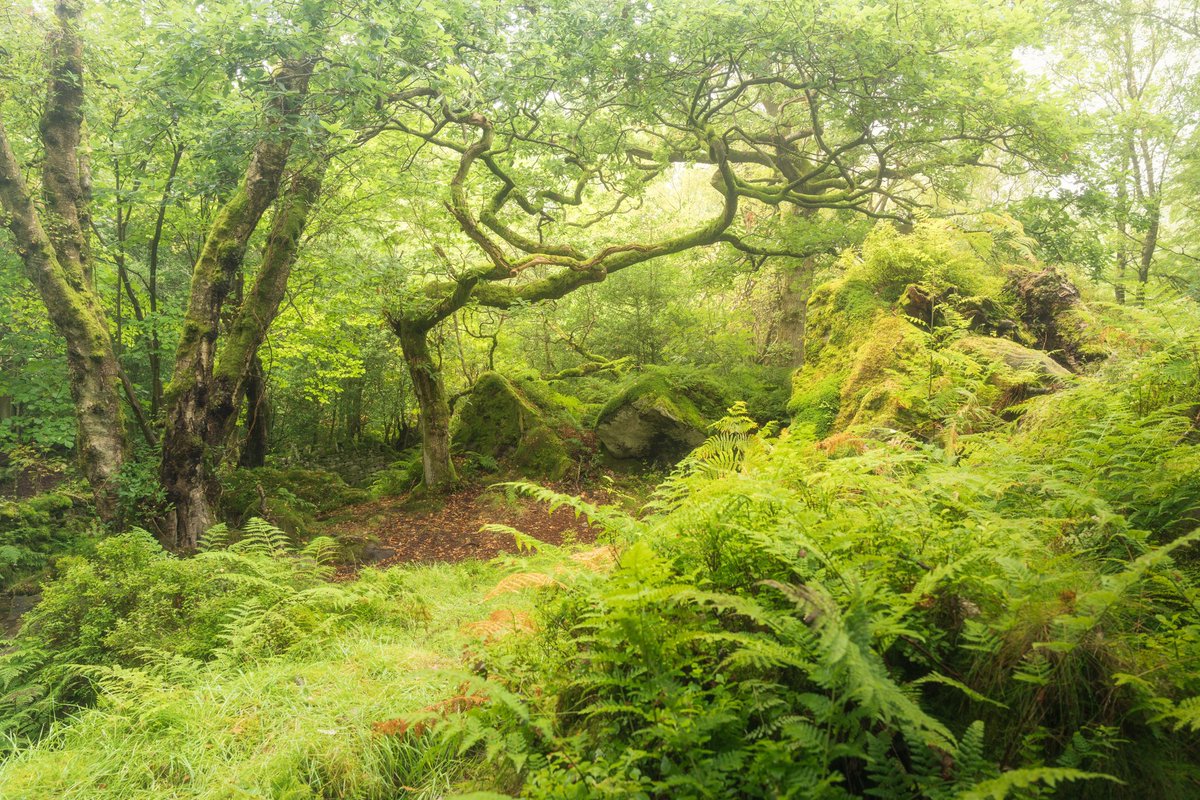 markprice0811's tweet photo. Time to give Twitter (x doesn’t sound right).  I had a wonderful woodland wander recently and really looking forward to getting out more again as we head into autumn

#sony #woodland #trees @B_Ubiquitous @SonyAlpha https://t.co/ykmvoDgzLh