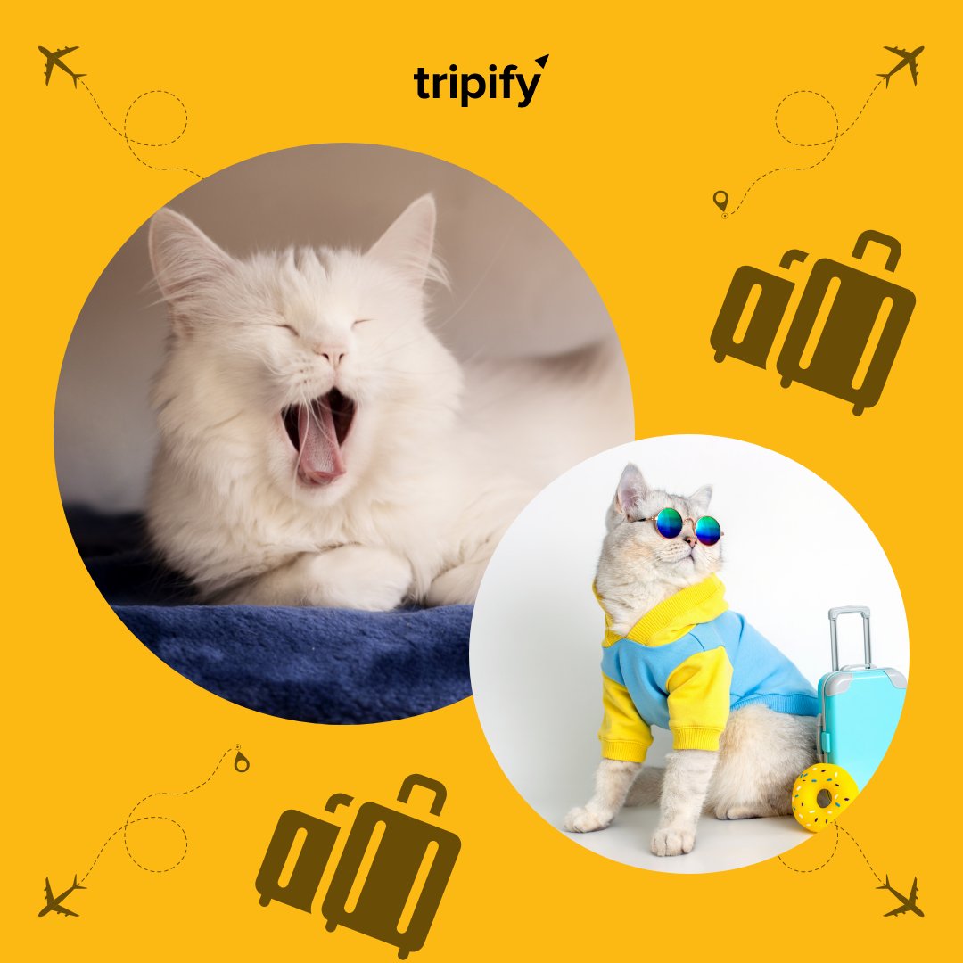 Sundays are purrfect for exploring! Tag a friend who goes from nap mode to adventure mode when they hear 'travel!' 🐾🎒 #weekendwanderlust #tripifyindia
