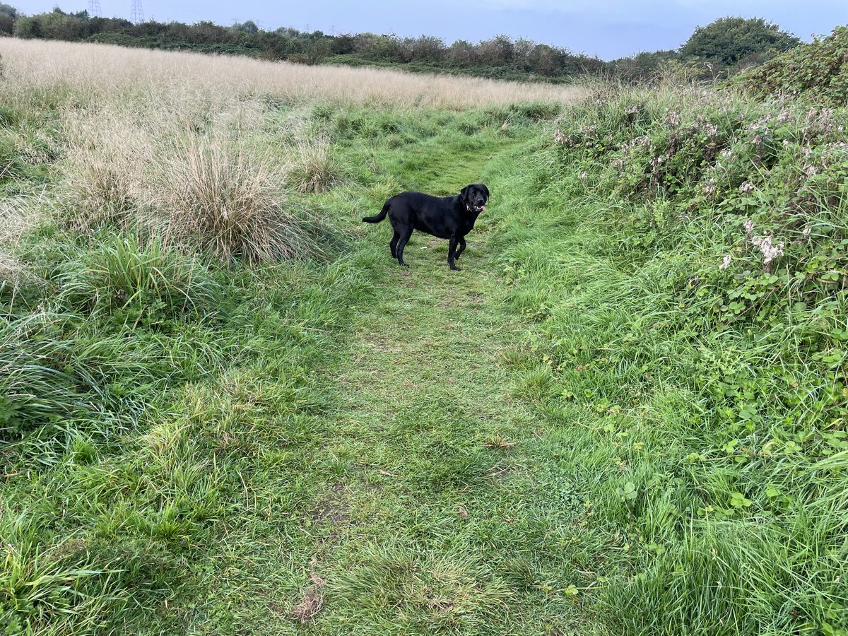 Dawn Tarpey tweet media