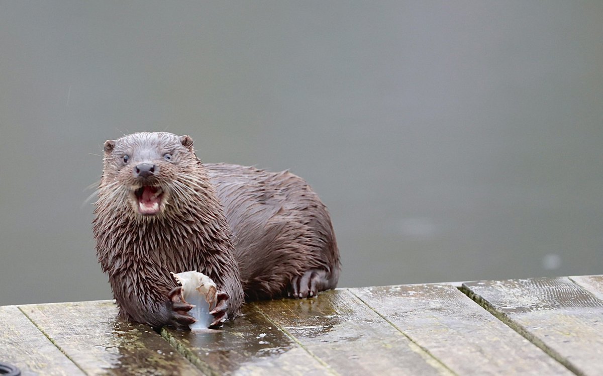 Otter met lekkere vis