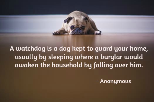 A watchdog is a dog kept to guard your home, usually by sleeping where a burglar would awaken the household by falling over him.  
#puppy #doglove