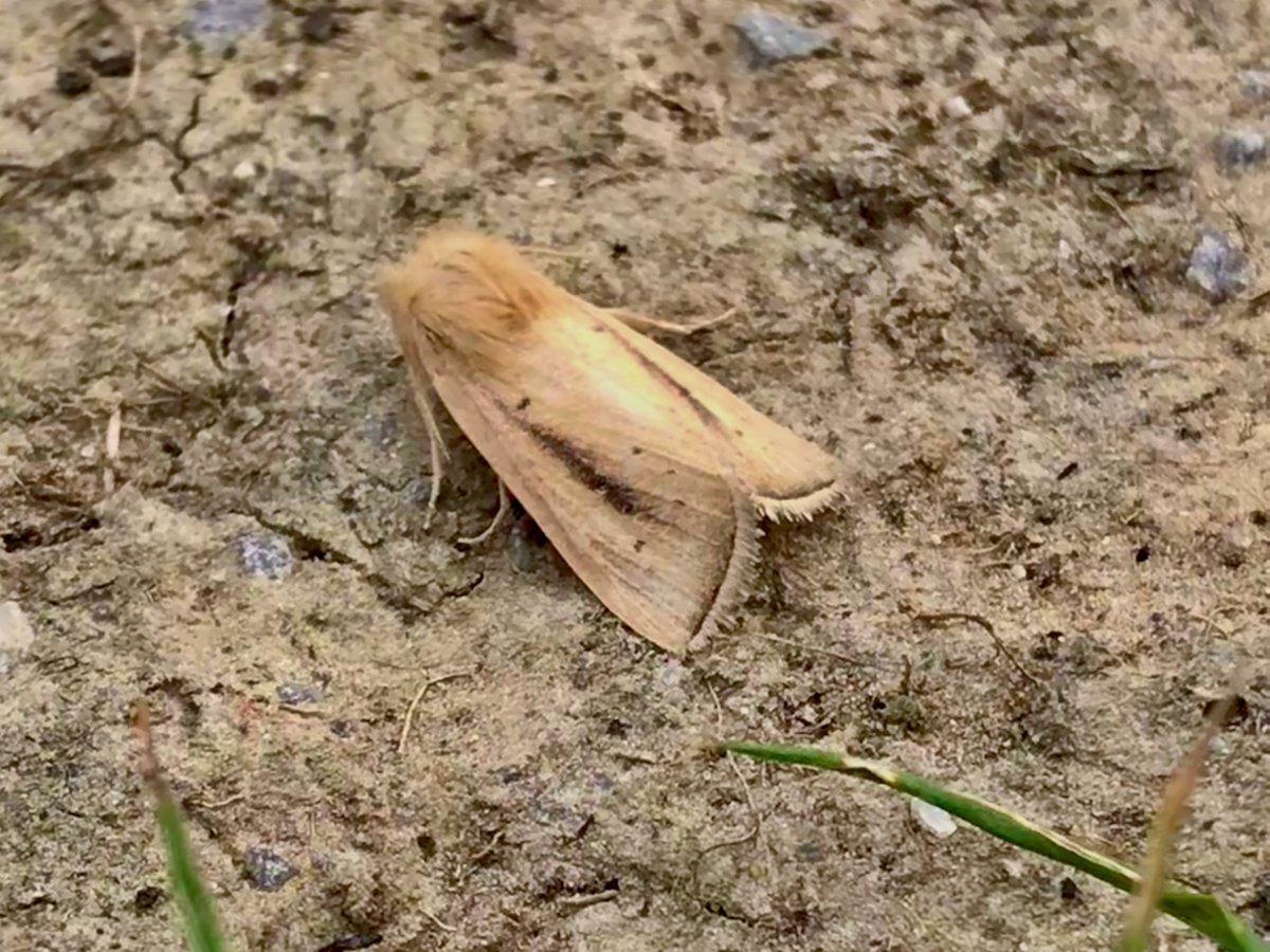 Y'day, an hour wader-counting on the falling tide at Pegwell & Maize Wainscot, Sesamia nonagrioides, (Mediterranean Corn Borer) ex Francis Solly Ramsgate. Probably only 3rd mainland British record after 1st on St Agnes, Isles of Scilly 2/10/11, then Plymouth & Devon in Sept 2021.