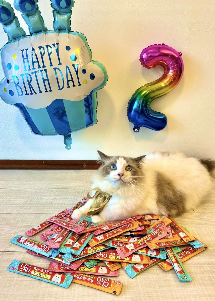 kiyomarosama's tweet photo. きょうで2才になりました！
プレゼントは大量ちゅーる🎁

#猫 #cat  #誕生日 #ハッピーバースデー https://t.co/Murmkd5z1R