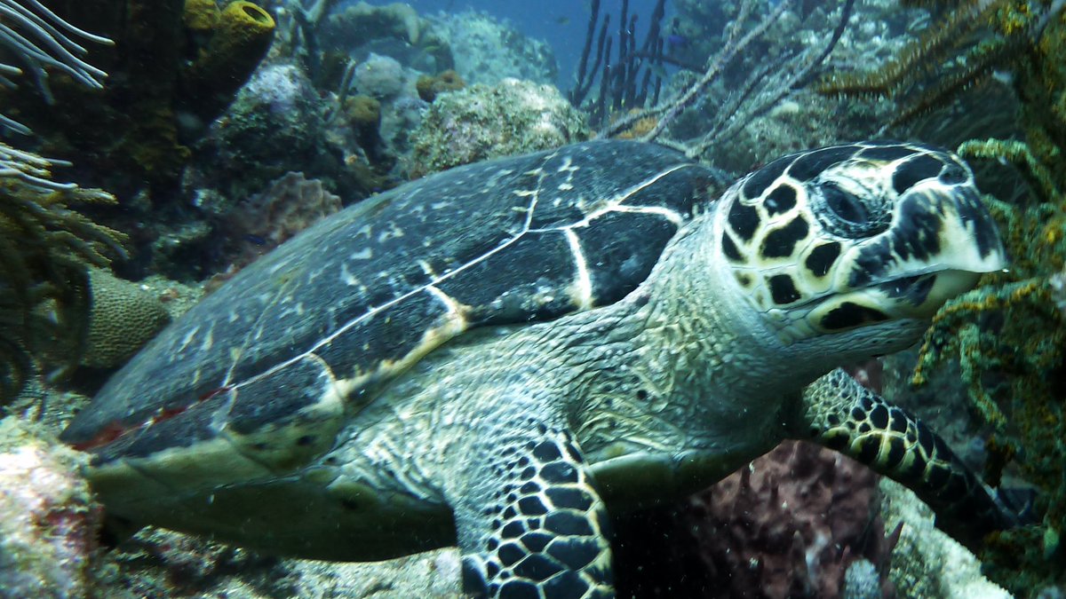 f_r_pierrot's tweet photo. Après le patrimoine immatériel, la biodiversité, l’@UNESCO reconnaît le caractère exceptionnel de la Montagne Pelée en #Martinique. Ça mérite un #TiPunch 😎 https://t.co/6OKgjNrVOJ