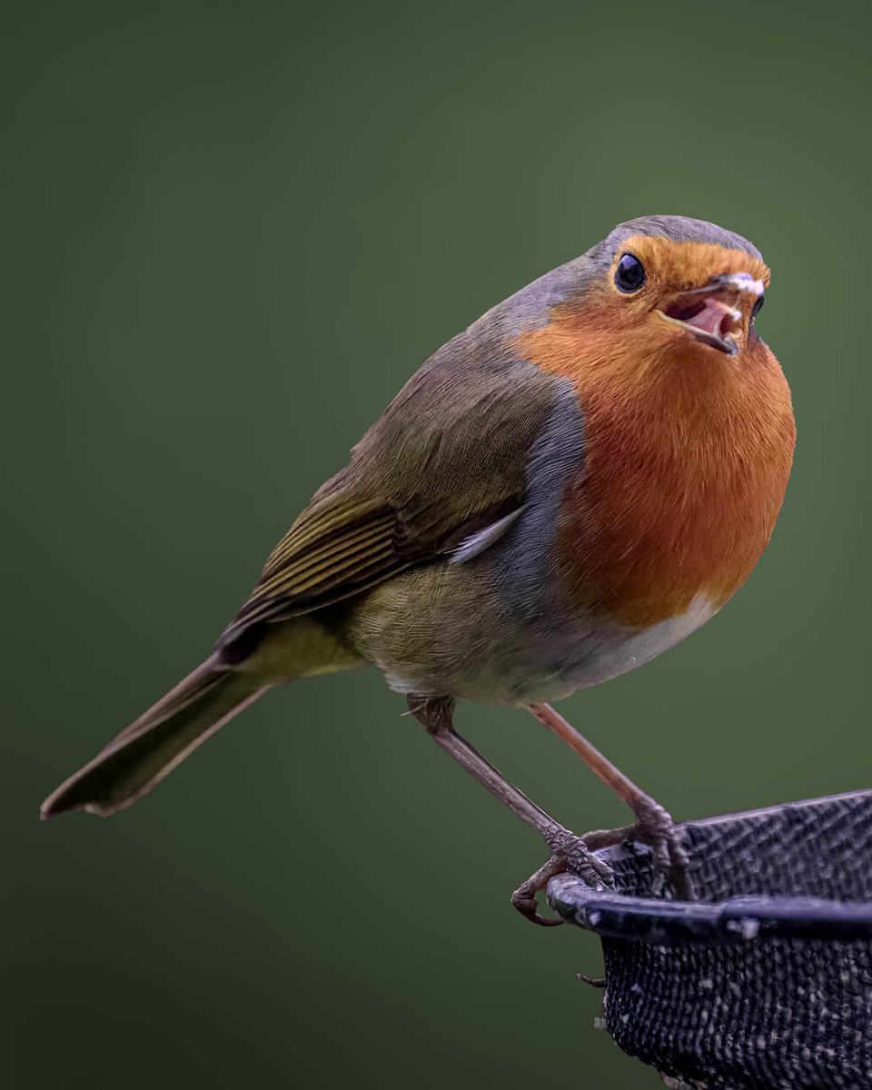 sp_mellor's tweet photo. Last day of my last #SnapandTell! And, of course, I had to post a Robin!

I always wonder what conversation this one is having. 

“Have you seen the price of seed now! It’s shocking!”

#photography #photooftheday #photographer #photographylovers https://t.co/cPnIYf2BEz