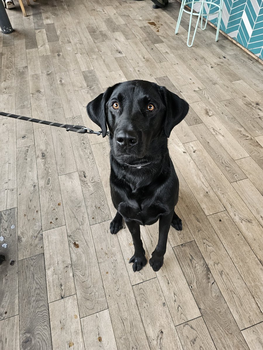 NorthBarHG's tweet photo. 🐾 Dog Friendly 🐾
Here at North, we love meeting all your four-legged friends!
Your pooch will never be short on cuddles, treats, or attention 🩷
Here's Franco posing for the camera, show him some love!
#labrador #blacklabsquad #dogfriendlyharrogate #wearenorth https://t.co/Dyu0RqfCEu