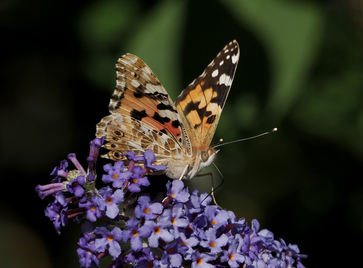 A Painted Lady on Buddleia in Taunton 13.9.23 @BCSomerset @savebutterflies @europebutterfly #TwitterNaturePhotography @ukbutterflies @inaturalist