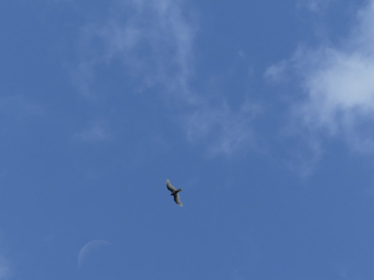 Last week’s ‘white’ Black Kite 😲over Sakhalvasho, #batumi #Batumiraptorcount 🇬🇪