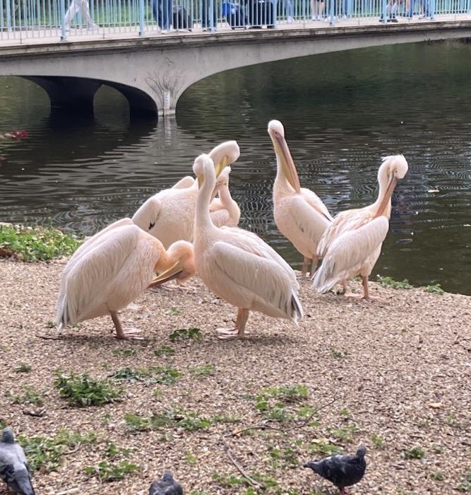 Peaceful, preening Pelicans.  

St James’s Park

<a href="/theroyalparks/">The Royal Parks</a>