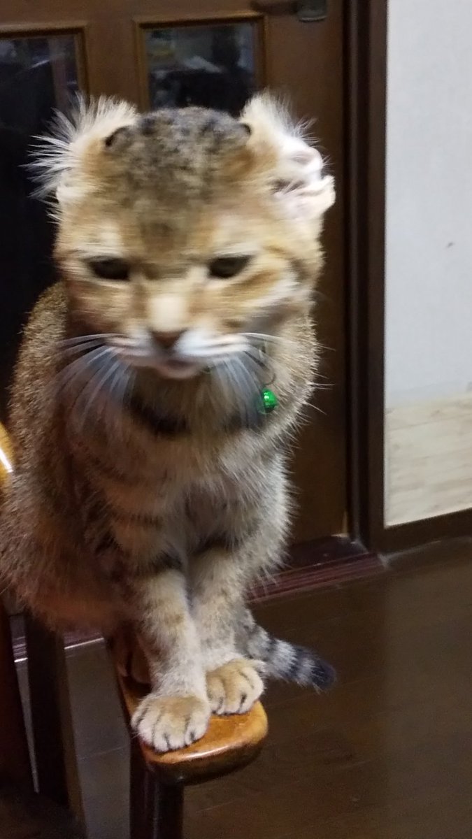 aiwookurou's tweet photo. #猫画像   10分以上、耳がひっくり返ったのに気づいていない、むーたん。🐈️😺 https://t.co/LBnPu7qdOr