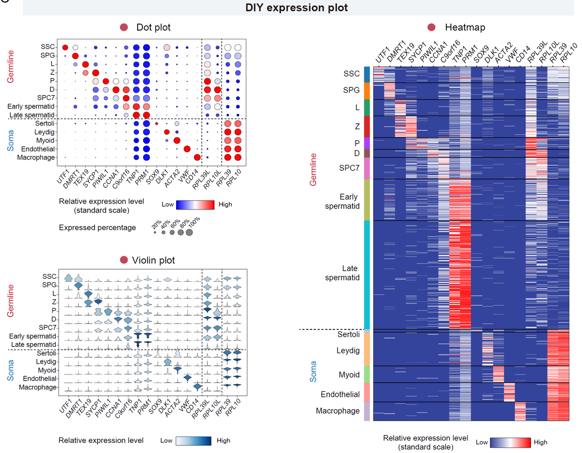 LinhuaS's tweet photo. Lab of Prof. Bian have established an online platform for reproductive medicine single cell multi omics (https://t.co/isx7MDLw2l). Covering the main time points throughout the entire life cycle, such as embryos, testes, ovaries, endometrium, and infertility. https://t.co/aa0HRTyt4Y