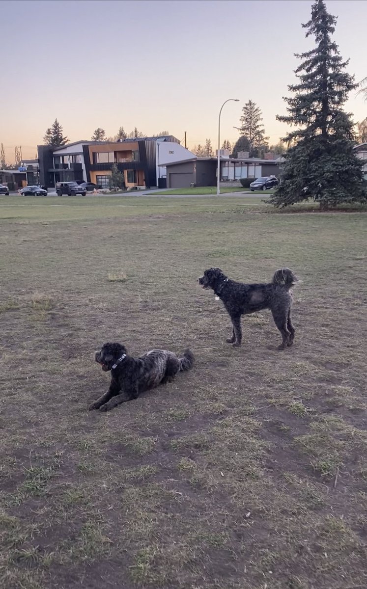 Always fun when you run into your dog twin at ⁦<a href="/RiverParkDogs/">Friends of River Park</a>⁩ 

Juno likes to see Bruno