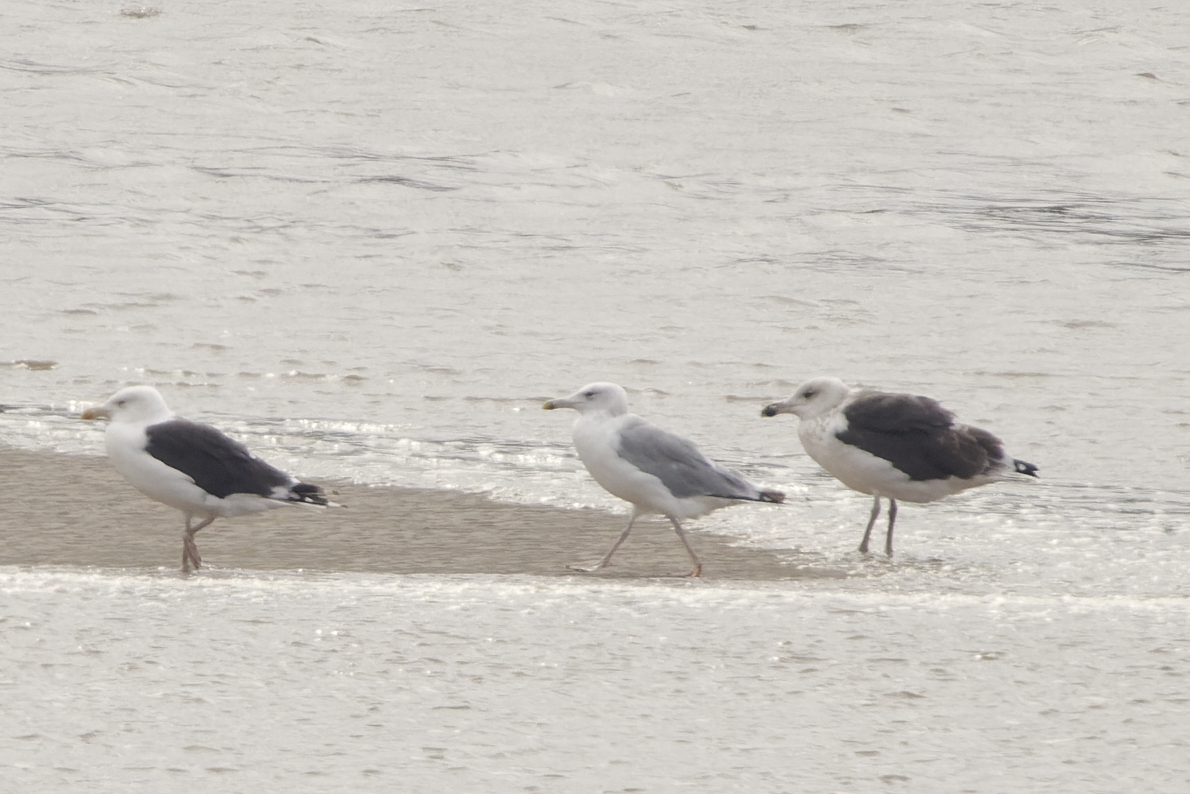 xbirder's tweet photo. Marsh Harrier, Peregrine, adult Caspian Gull, 3 Adult Yellow-Legged Gulls, Golden Plover, Ringed Plover and Dunlin at the Mersey sandbanks this morning just west of old Runcorn bridge. #Birding #Cheshire #Caspo @BirdGuides @RareBirdAlertUK https://t.co/sGVrWogbFb