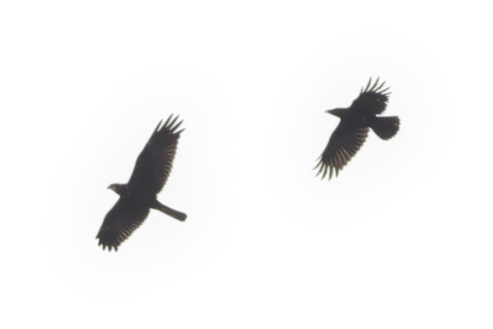 xbirder's tweet photo. Marsh Harrier, Peregrine, adult Caspian Gull, 3 Adult Yellow-Legged Gulls, Golden Plover, Ringed Plover and Dunlin at the Mersey sandbanks this morning just west of old Runcorn bridge. #Birding #Cheshire #Caspo @BirdGuides @RareBirdAlertUK https://t.co/sGVrWogbFb